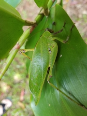 Ephippitytha kuranda