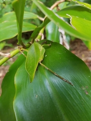 Ephippitytha kuranda