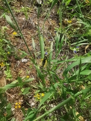 Libelloides rhomboideus