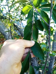 Cotoneaster frigidus