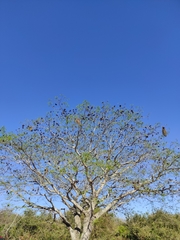 Enterolobium