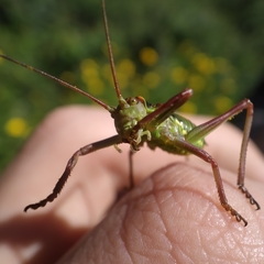 Neocallicrania miegii