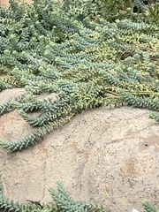 Sedum burrito