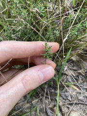 Hibbertia pedunculata