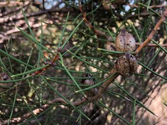 Hakea mitchellii