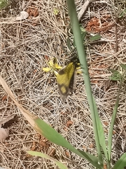 Libelloides rhomboideus