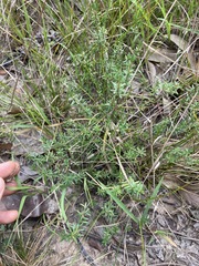 Hibbertia pedunculata