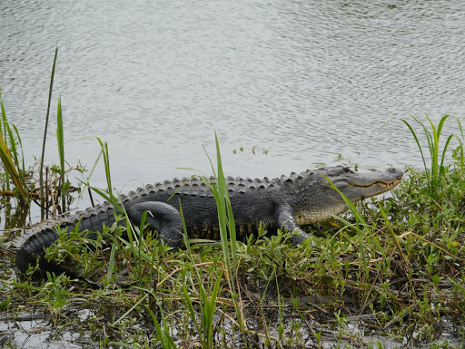 American Alligator From Georgia, Us On May 28, 2012 At 11:01 Am By Matt 