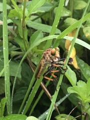 Cophinopoda
