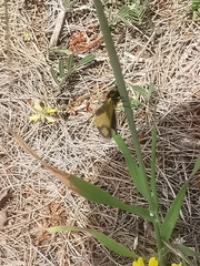 Libelloides rhomboideus