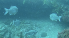 Paratrachichthys trailli