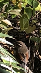 Tchagra australis australis