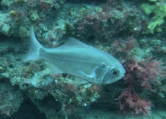 Paratrachichthys trailli