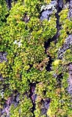 Bryophyta