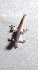 Hemidactylus platyurus