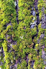 Bryophyta