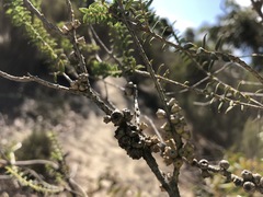 Melaleuca acuminata