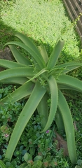Aloe vanbalenii