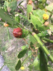 Opuntia tuna