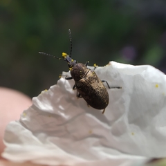 Mycterus curculioides