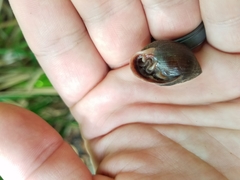 Ellobiidae