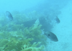 Caesioperca lepidoptera