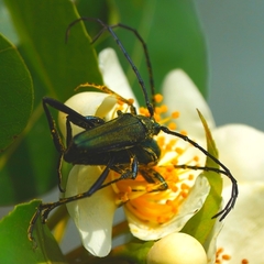 Chelidonium argentatum