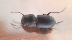 Dixus clypeatus