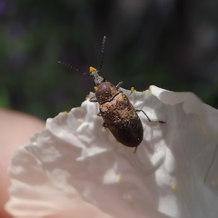 Mycterus curculioides