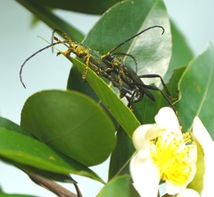 Chelidonium argentatum