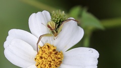 Ebrechtella pseudovatia