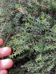 Hibbertia pedunculata
