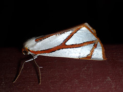 Thalaina angulosa