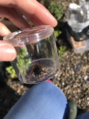 Bombus