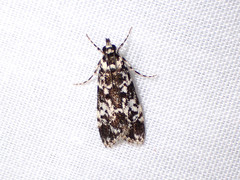 Scoparia exhibitalis