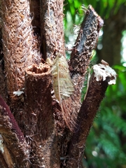 Chlorocysta suffusa
