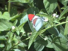 Colotis danae eupompe