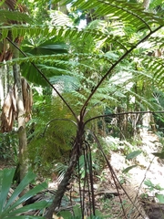 Cyathea rebeccae