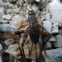 Petaloptila