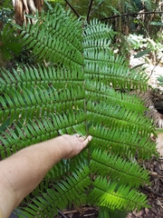 Cyathea rebeccae