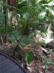 Cyathea rebeccae