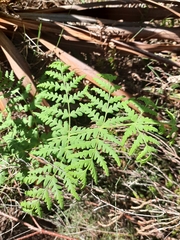 Histiopteris