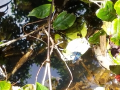 Rhyothemis resplendens