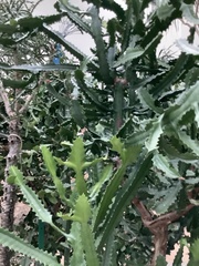 Euphorbia antiquorum