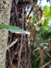 Teinobasis rufithorax