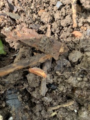 Androniscus dentiger