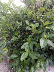 Ficus septica