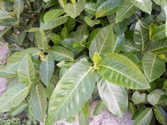 Ficus septica