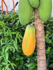 Carica papaya
