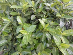 Ficus septica